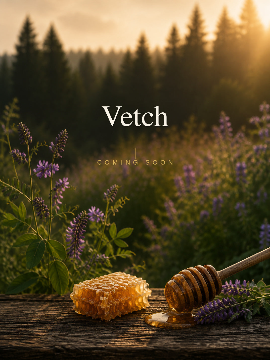 PRE-ORDER | Vetch Raw Honey